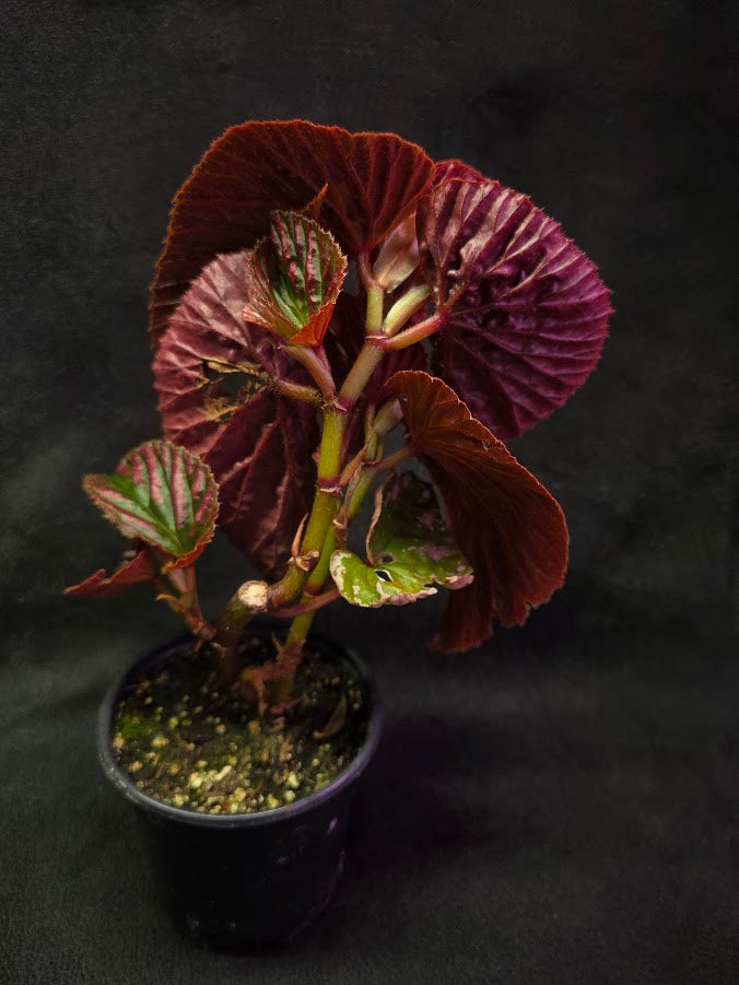 Begonia Brevirimosa Exotica 