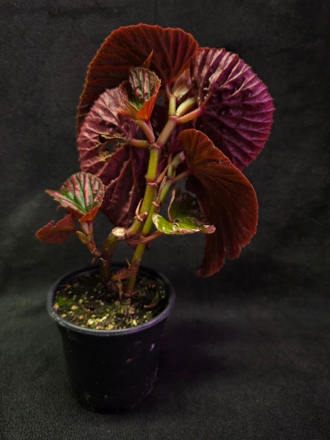 Begonia Brevirimosa Exotica 