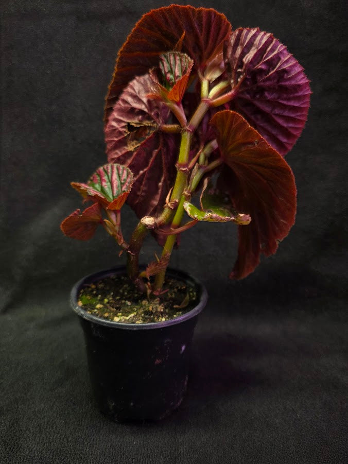 Begonia Brevirimosa Exotica 