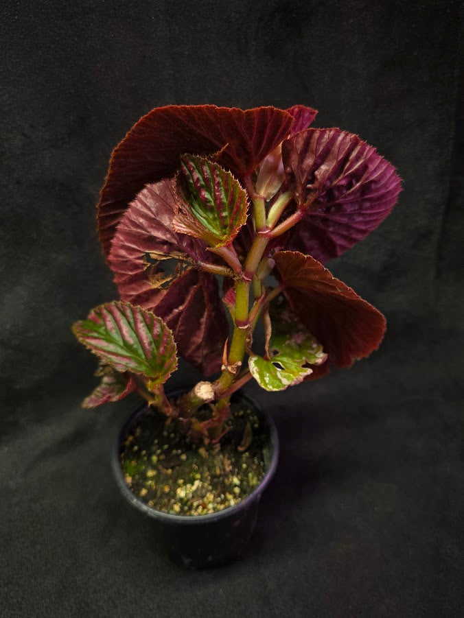 Begonia Brevirimosa Exotica 