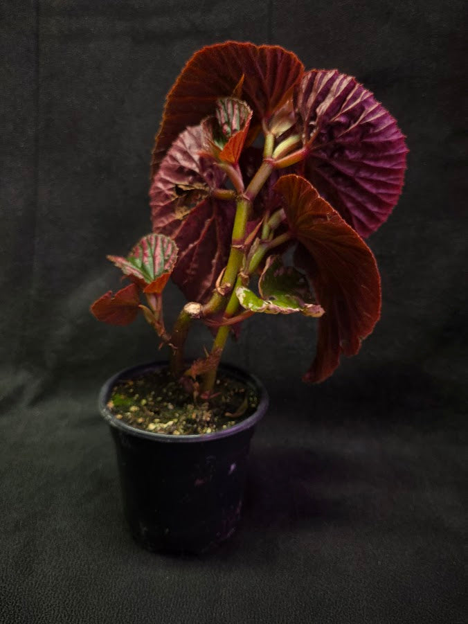 Begonia Brevirimosa Exotica 