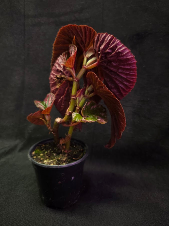 Begonia Brevirimosa Exotica 