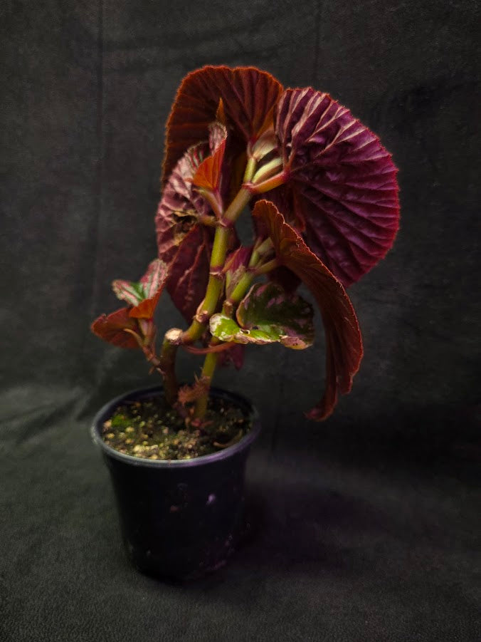 Begonia Brevirimosa Exotica 
