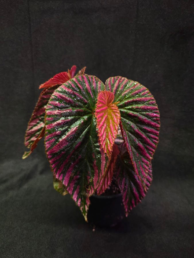 Begonia Brevirimosa Exotica 