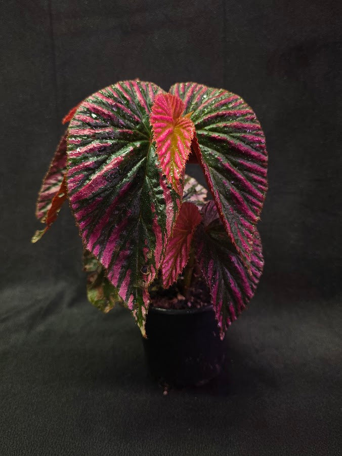 Begonia Brevirimosa Exotica 