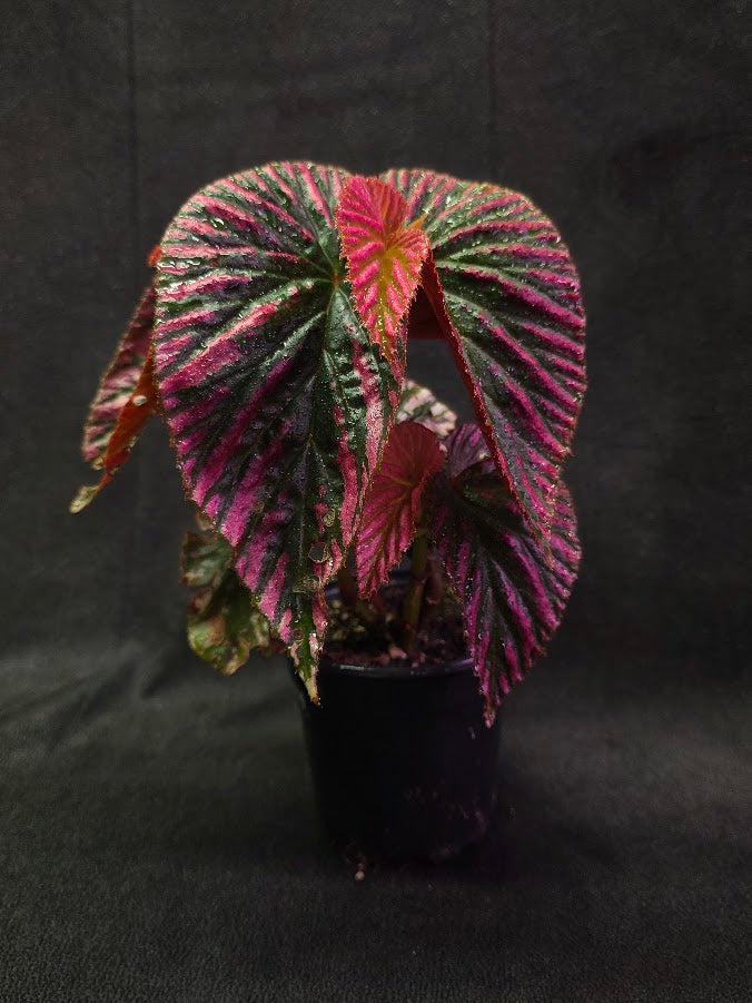Begonia Brevirimosa Exotica 