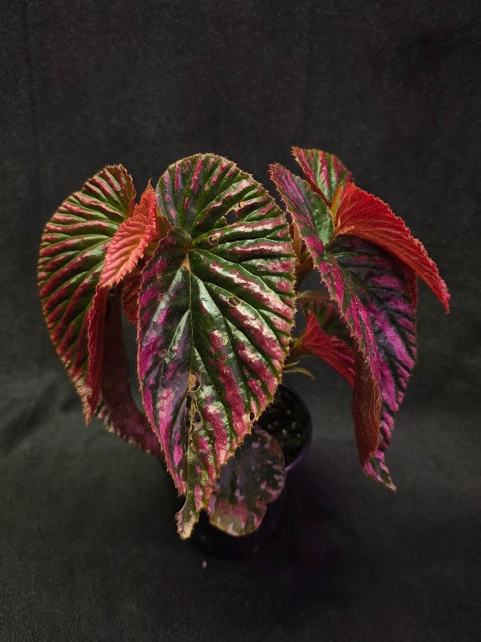 Begonia Brevirimosa Exotica 