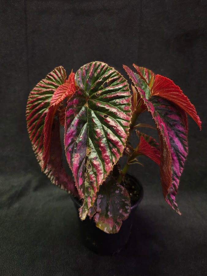 Begonia Brevirimosa Exotica 