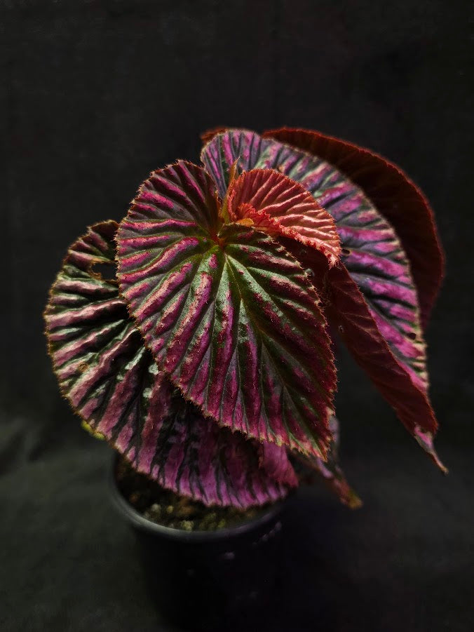 Begonia Brevirimosa Exotica 