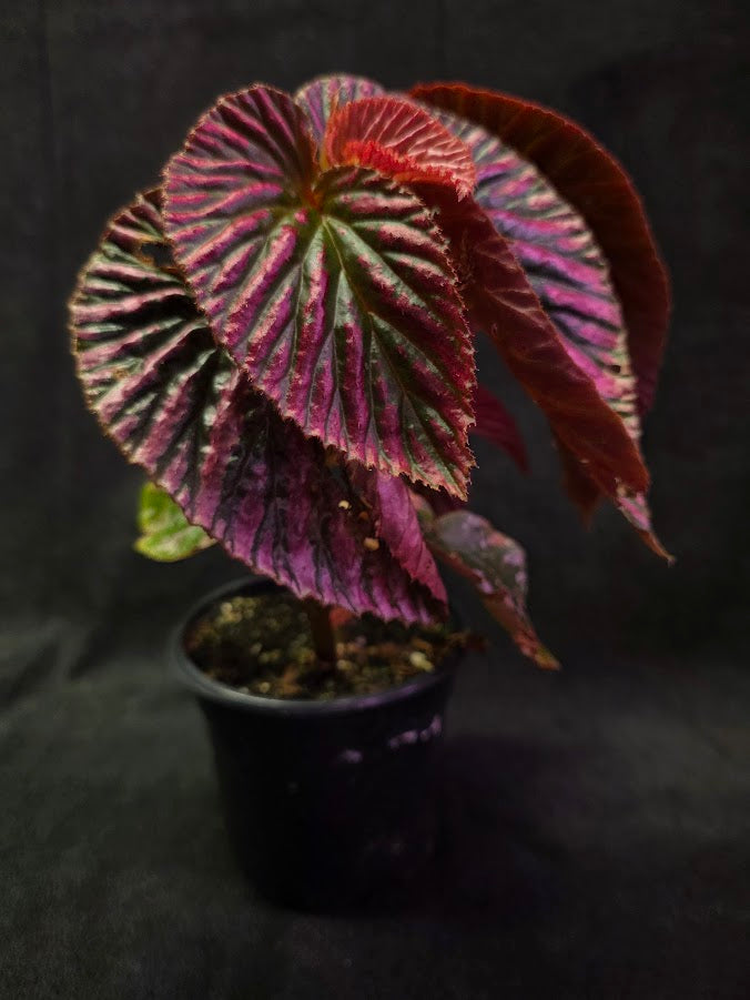 Begonia Brevirimosa Exotica 