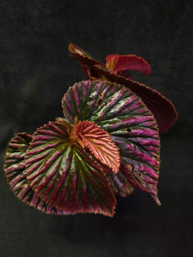 Begonia Brevirimosa Exotica 