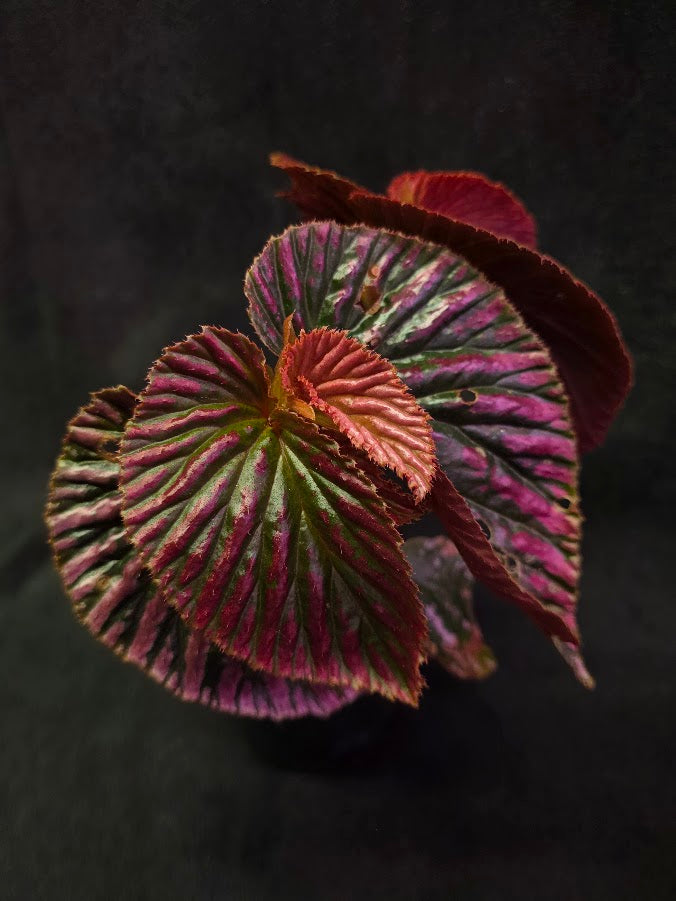 Begonia Brevirimosa Exotica 