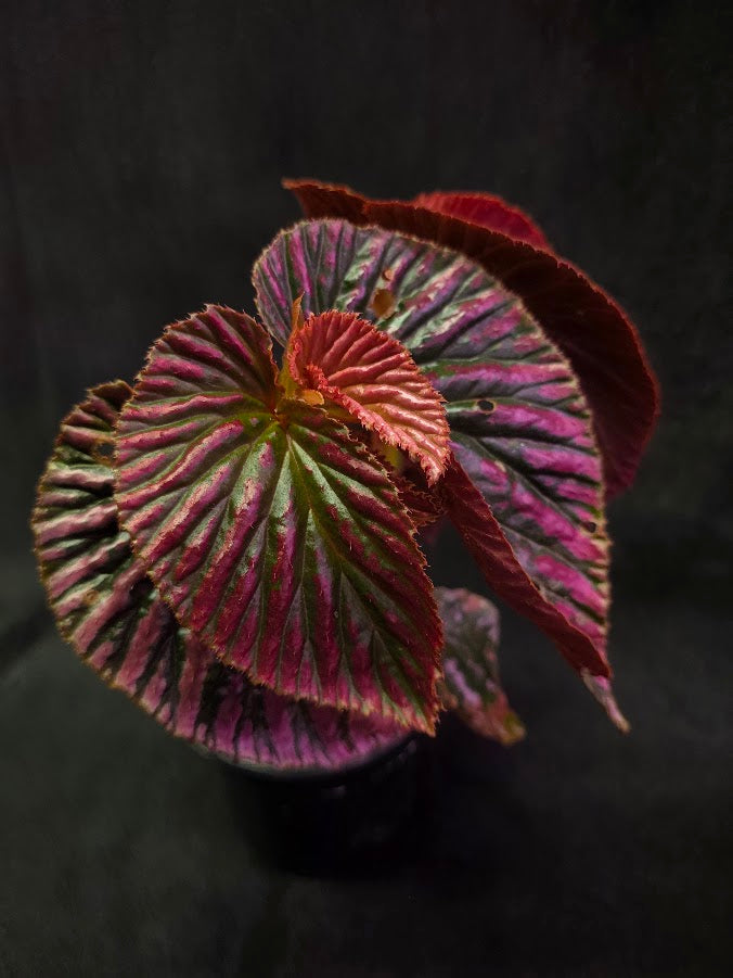 Begonia Brevirimosa Exotica 