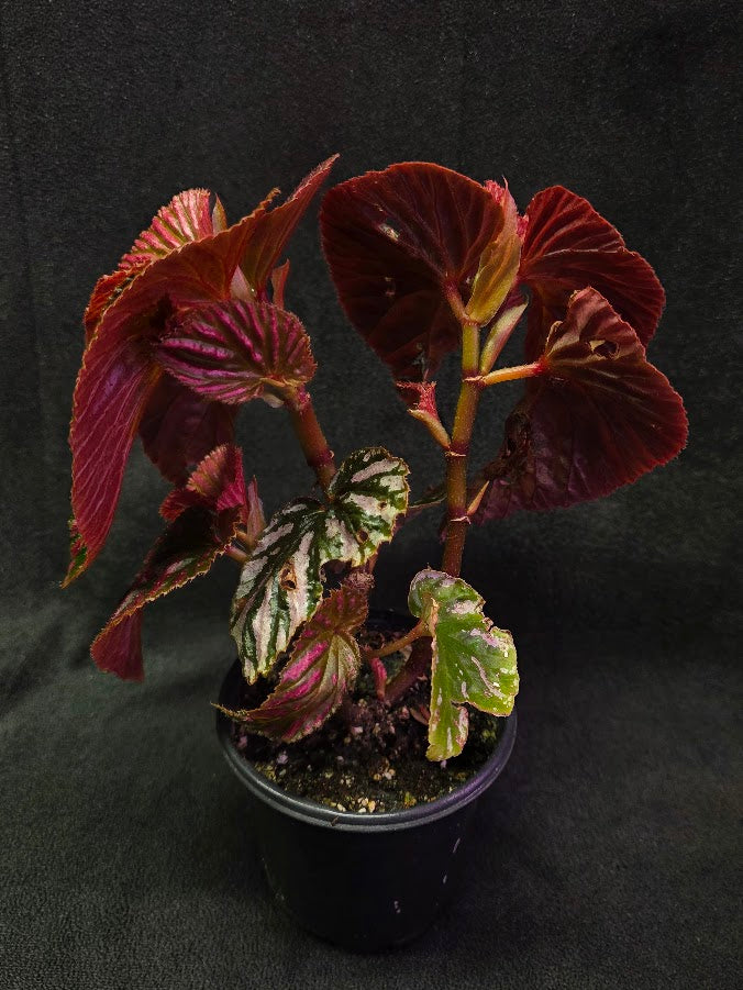 Begonia Brevirimosa Exotica 