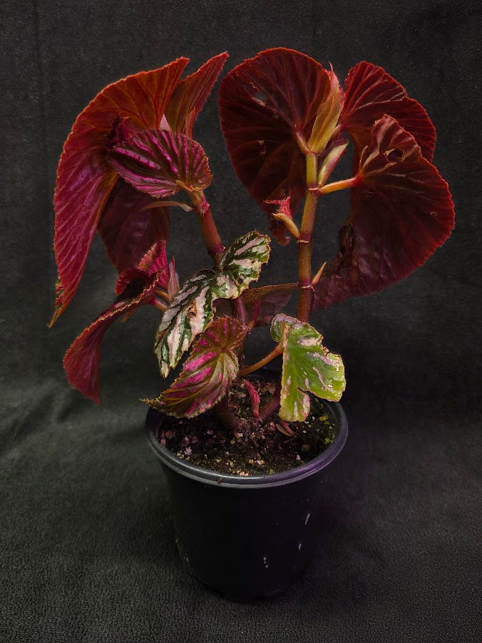 Begonia Brevirimosa Exotica 