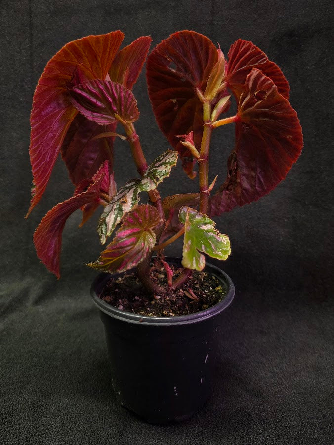 Begonia Brevirimosa Exotica 