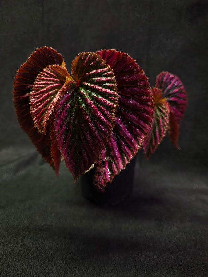 Begonia Brevirimosa Exotica 