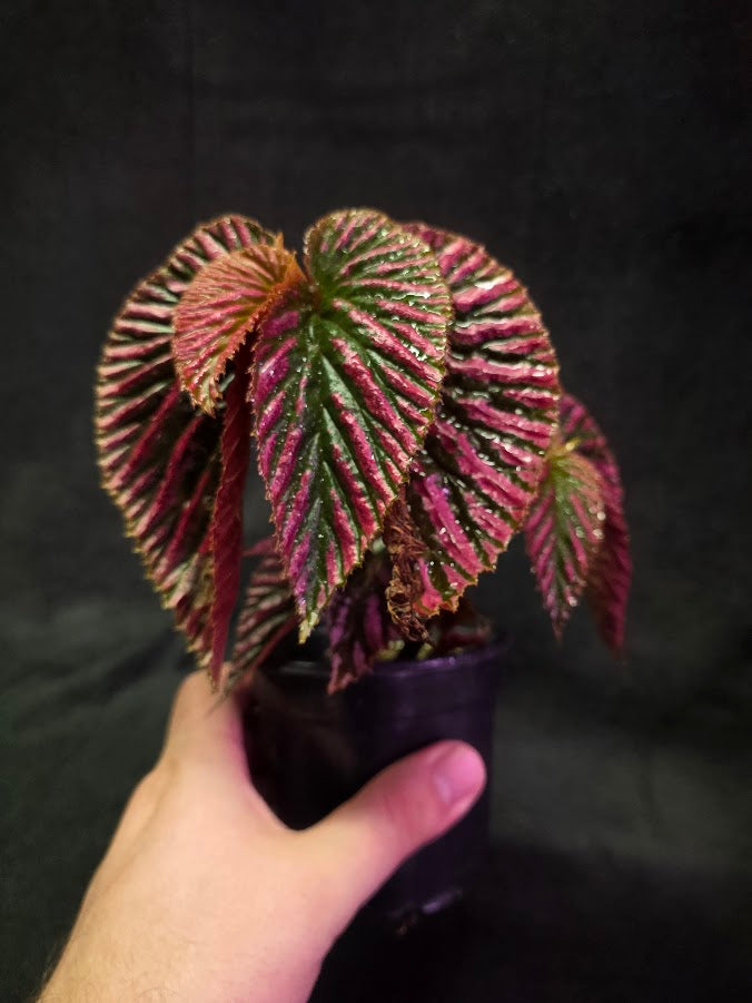 Begonia Brevirimosa Exotica 