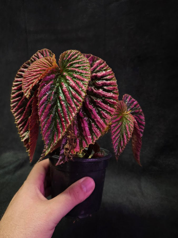 Begonia Brevirimosa Exotica 