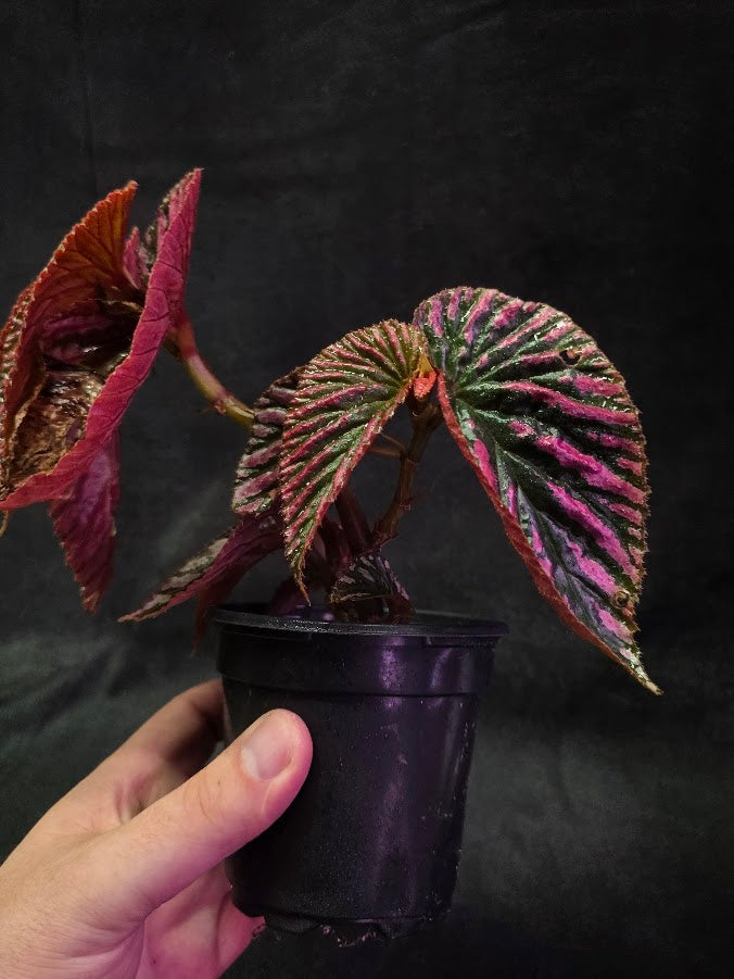 Begonia Brevirimosa Exotica 