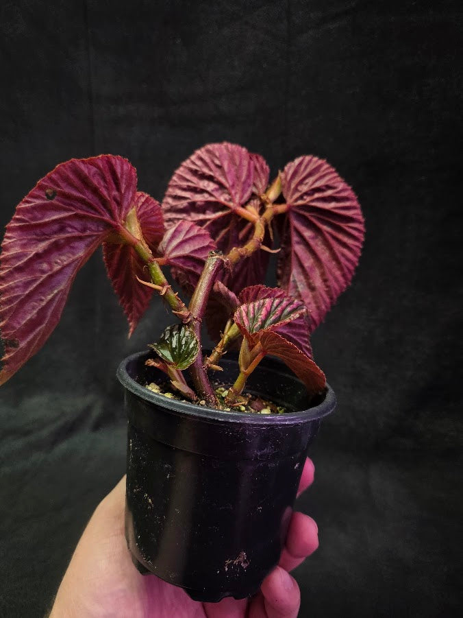 Begonia Brevirimosa Exotica 