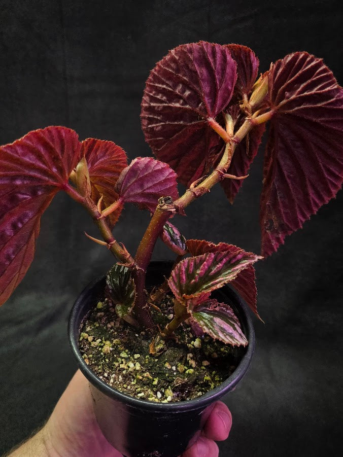Begonia Brevirimosa Exotica 