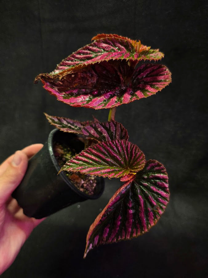 Begonia Brevirimosa Exotica 