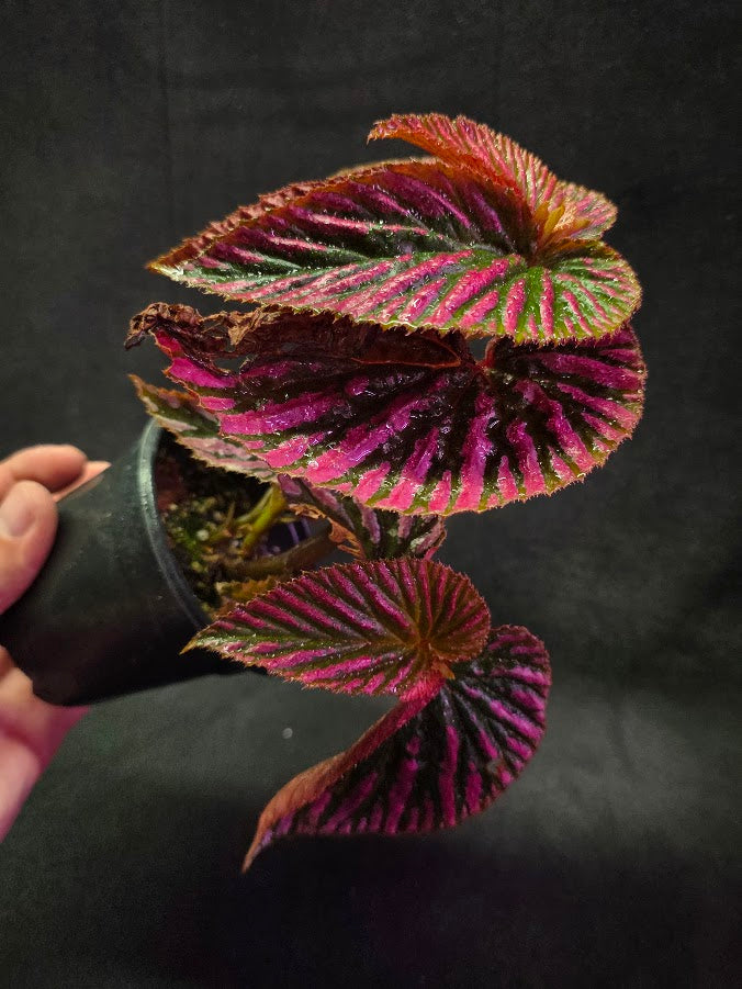 Begonia Brevirimosa Exotica 