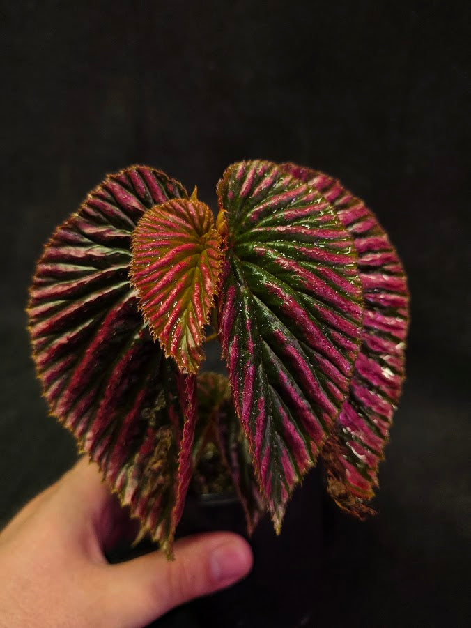 Begonia Brevirimosa Exotica 