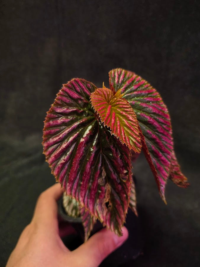 Begonia Brevirimosa Exotica 