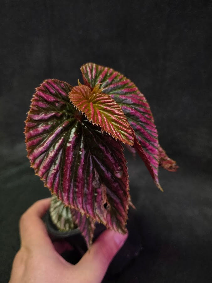 Begonia Brevirimosa Exotica 