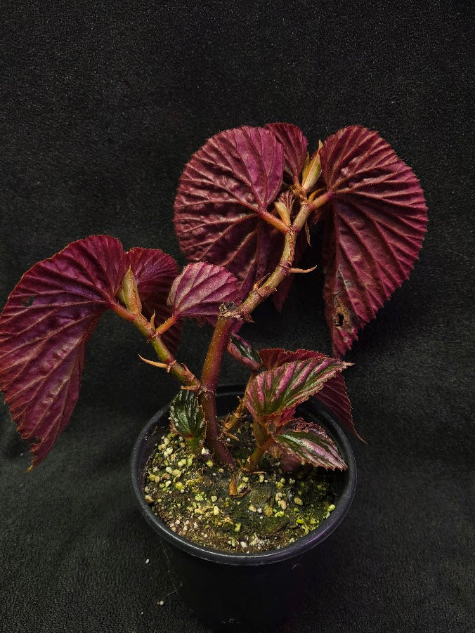 Begonia Brevirimosa Exotica 