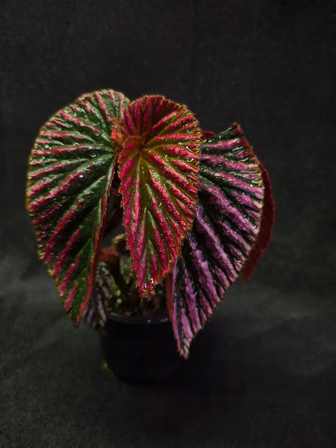 Begonia Brevirimosa Exotica 