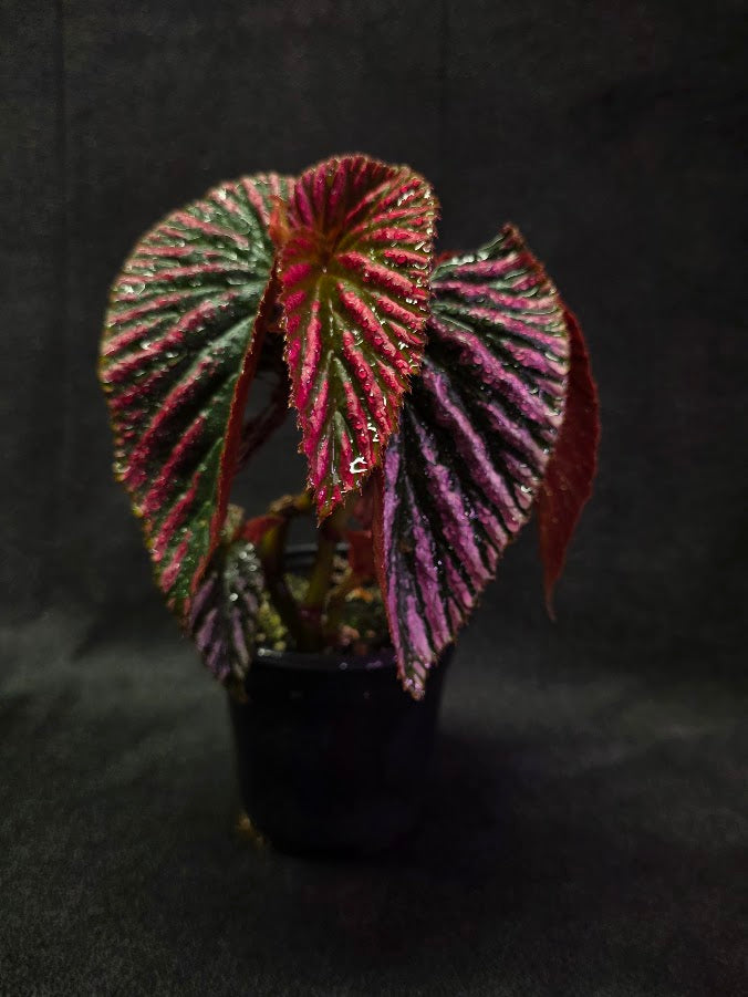 Begonia Brevirimosa Exotica 