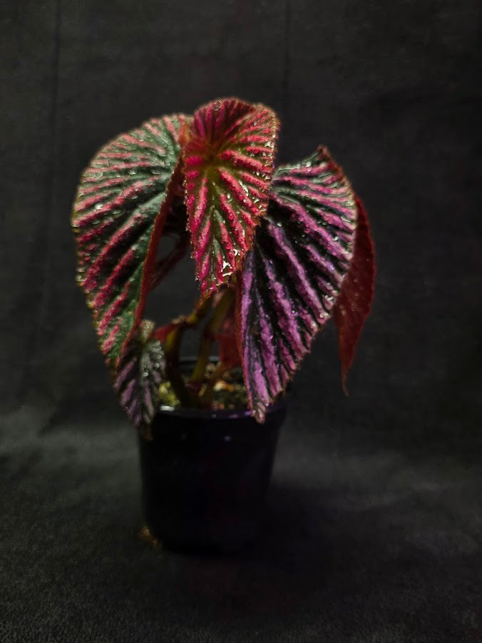 Begonia Brevirimosa Exotica 