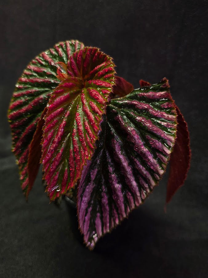 Begonia Brevirimosa Exotica 