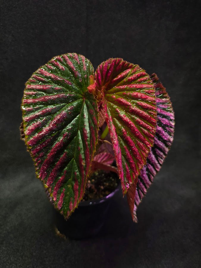 Begonia Brevirimosa Exotica 