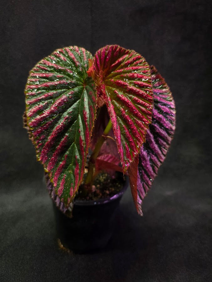 Begonia Brevirimosa Exotica 