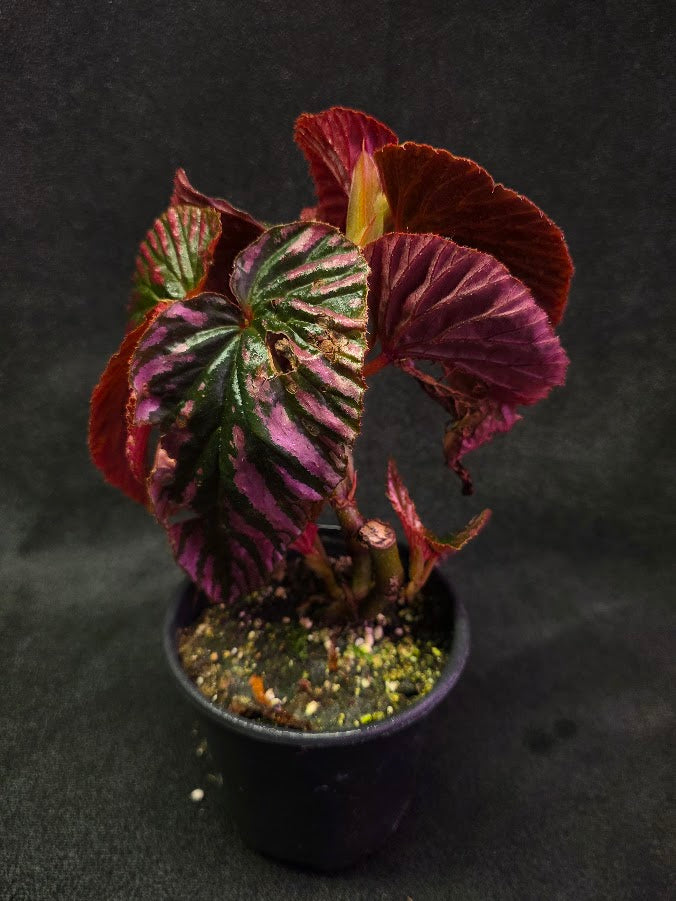 Begonia Brevirimosa Exotica 