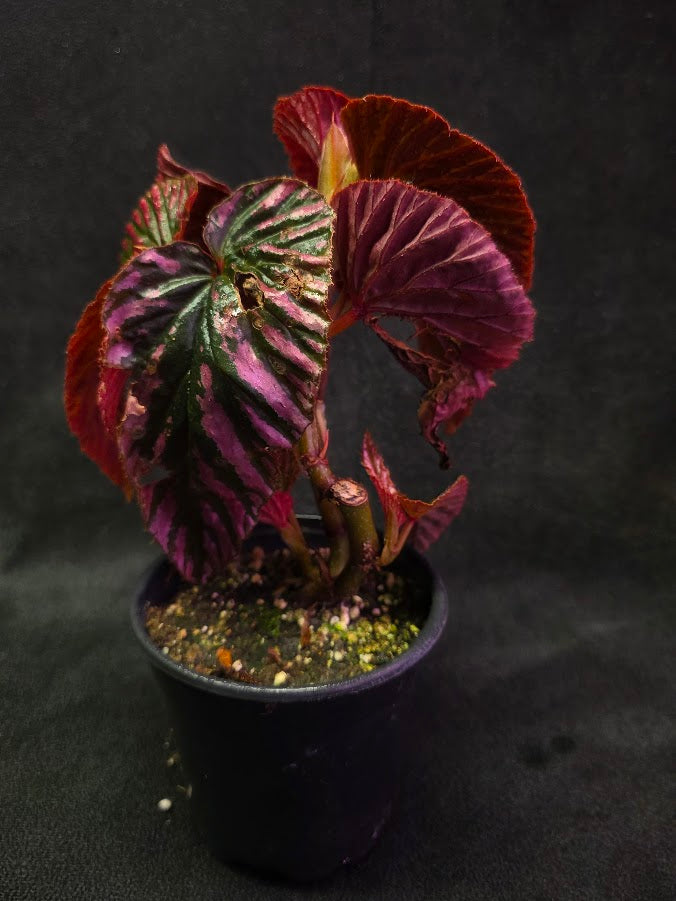 Begonia Brevirimosa Exotica 