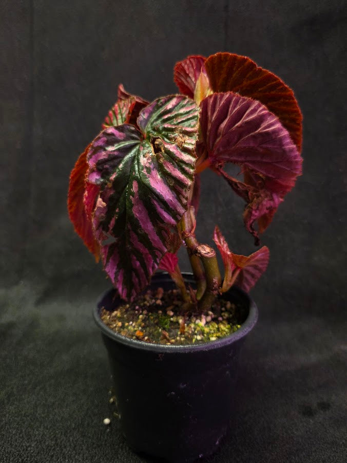 Begonia Brevirimosa Exotica 