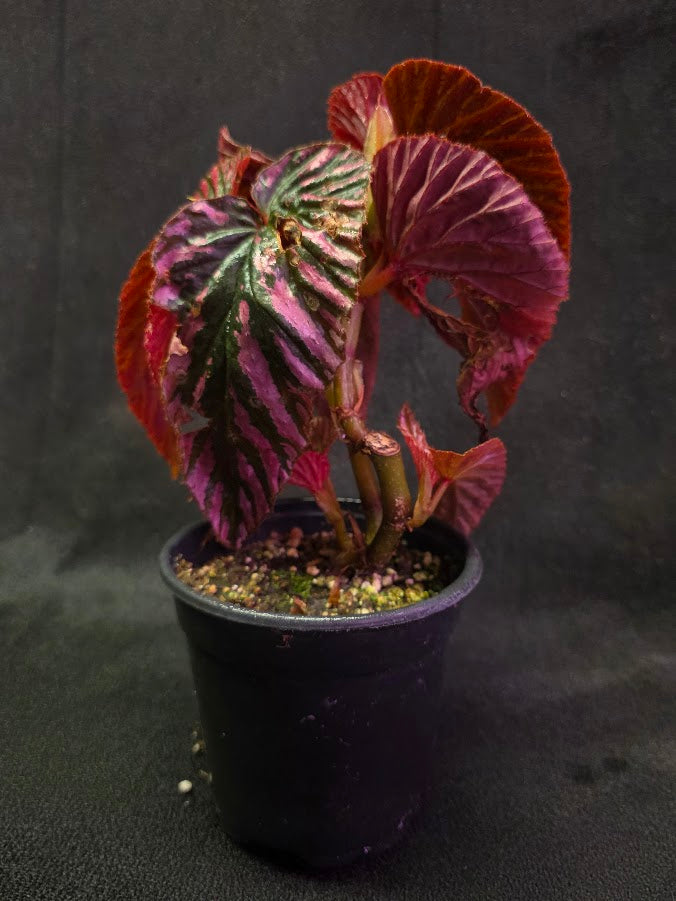 Begonia Brevirimosa Exotica 