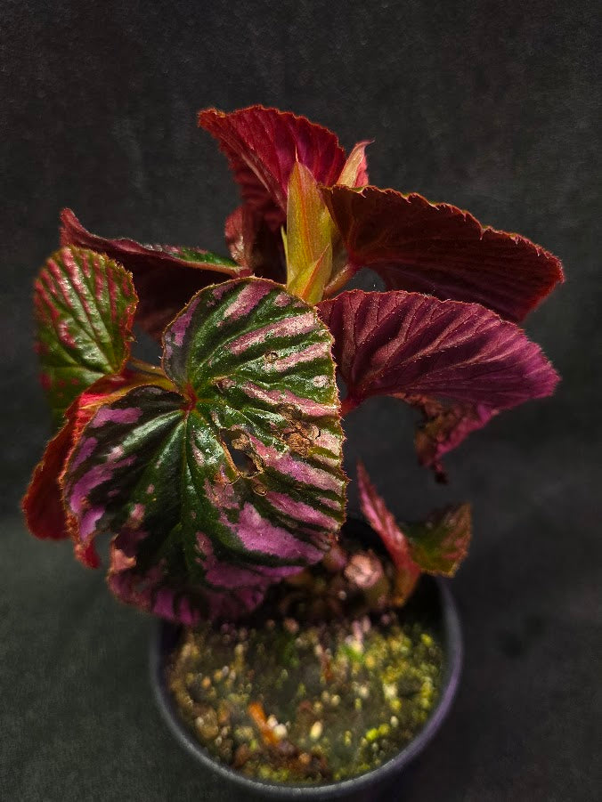 Begonia Brevirimosa Exotica 