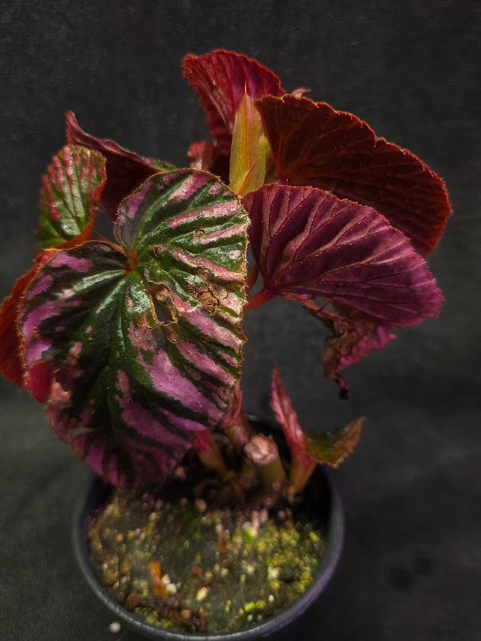 Begonia Brevirimosa Exotica 