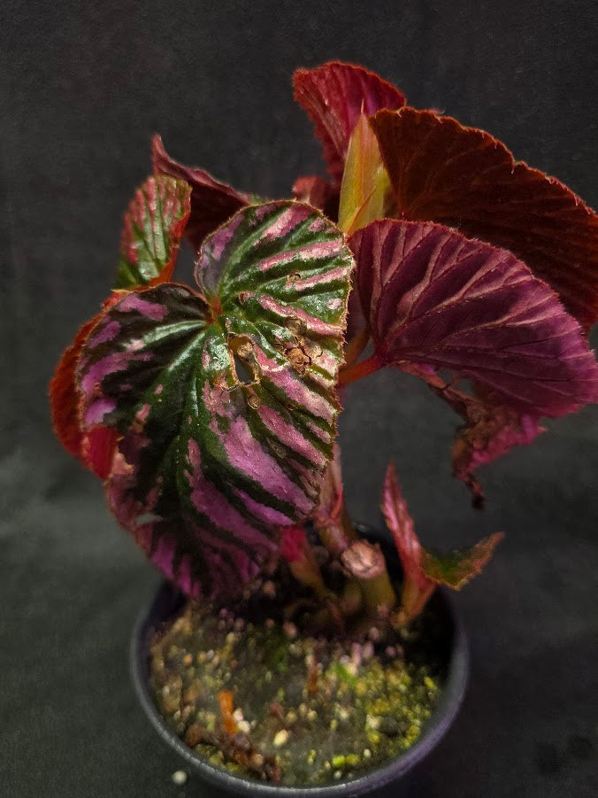 Begonia Brevirimosa Exotica 
