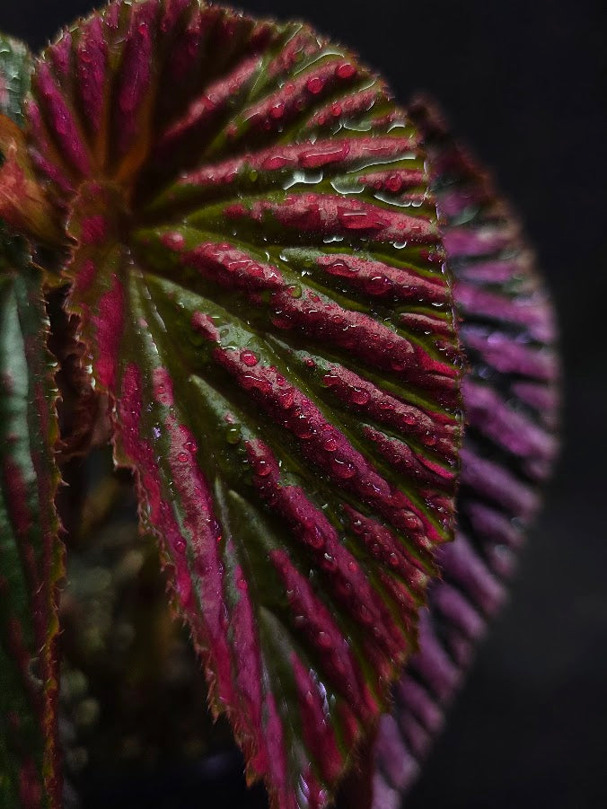 Begonia Brevirimosa Exotica 