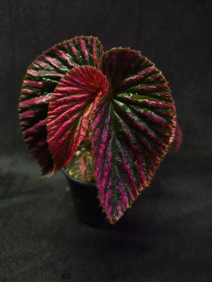 Begonia Brevirimosa Exotica 