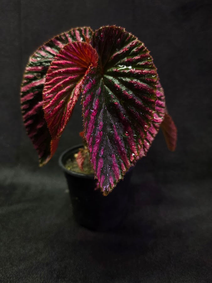 Begonia Brevirimosa Exotica 