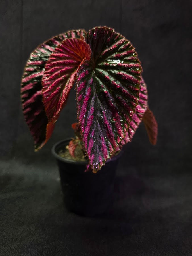 Begonia Brevirimosa Exotica 