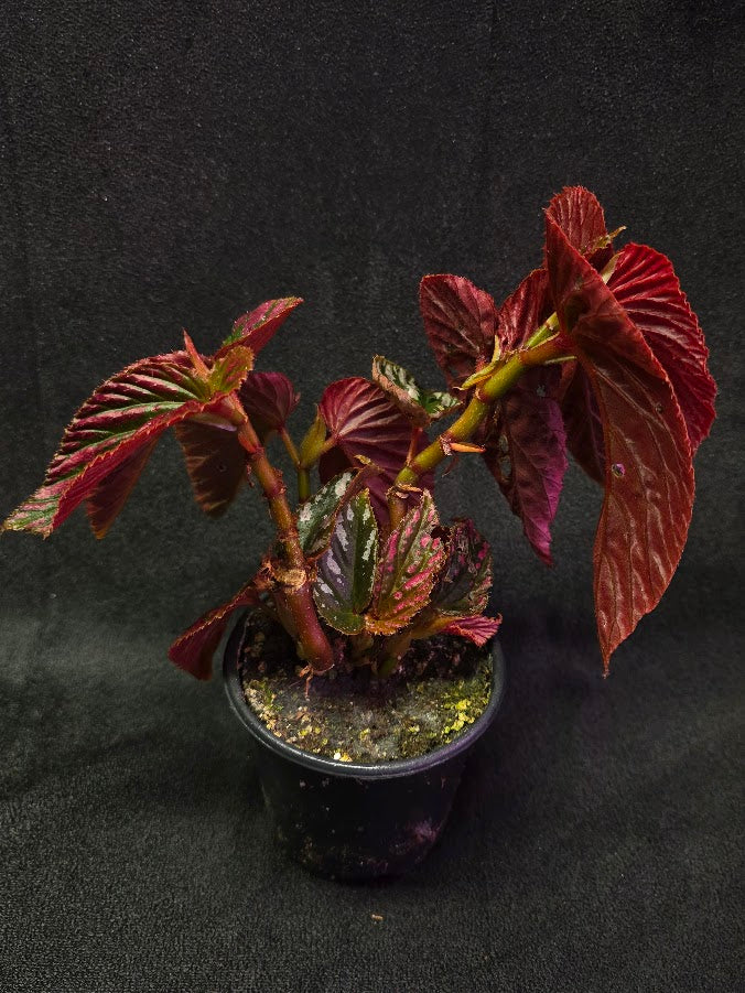 Begonia Brevirimosa Exotica 